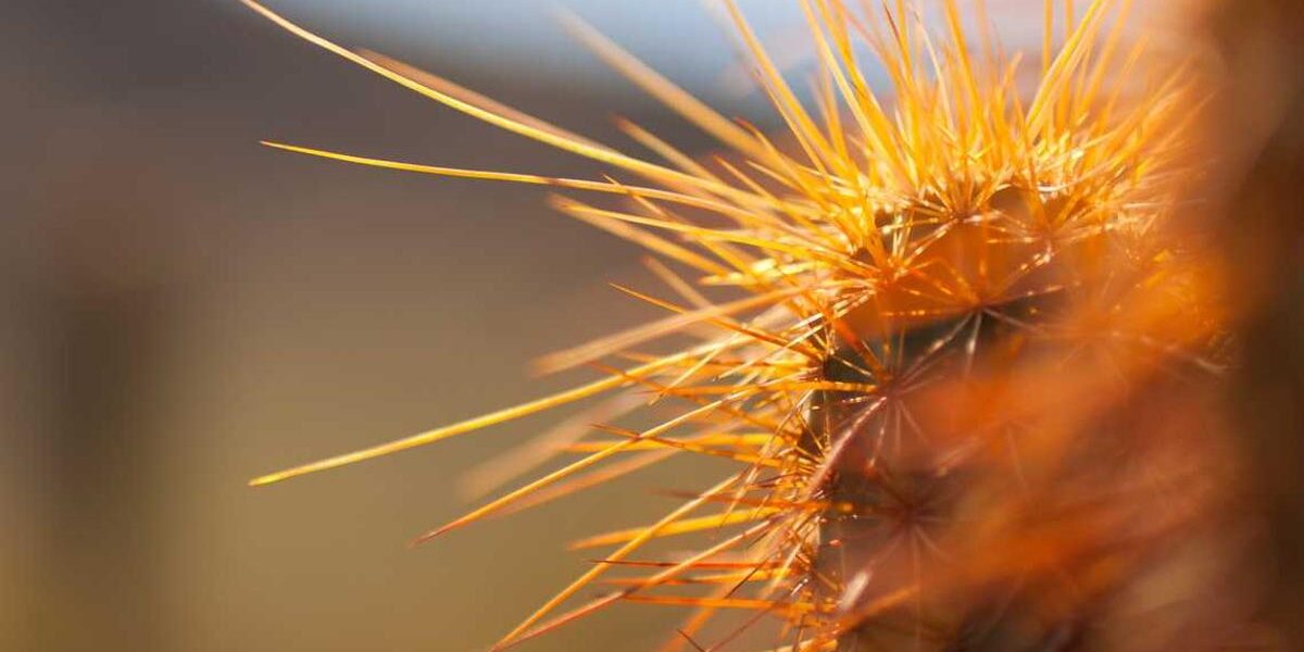 Real McCoy Ranch: Authentic Experience