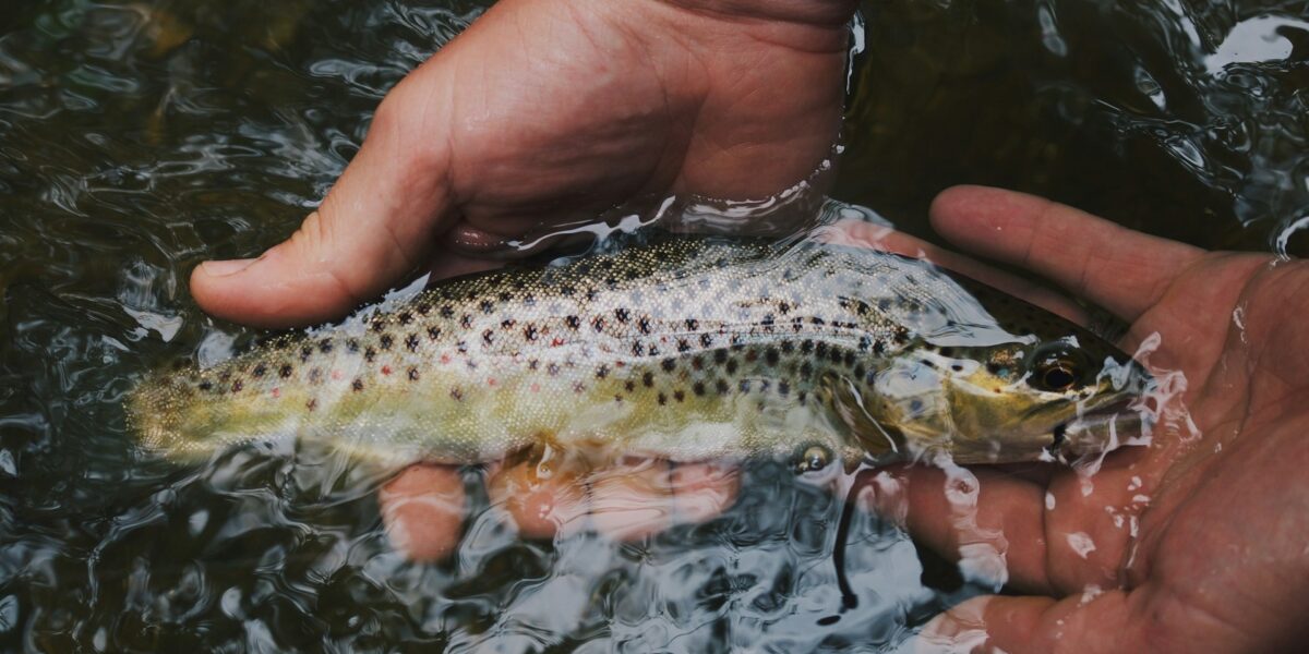 52 Degrees Year-Round and Full of Trophy Trout