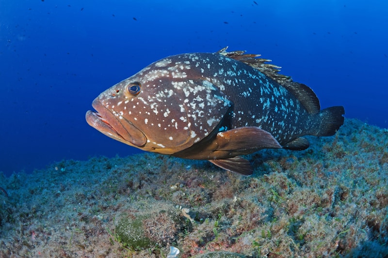 Grouper fish underwater
