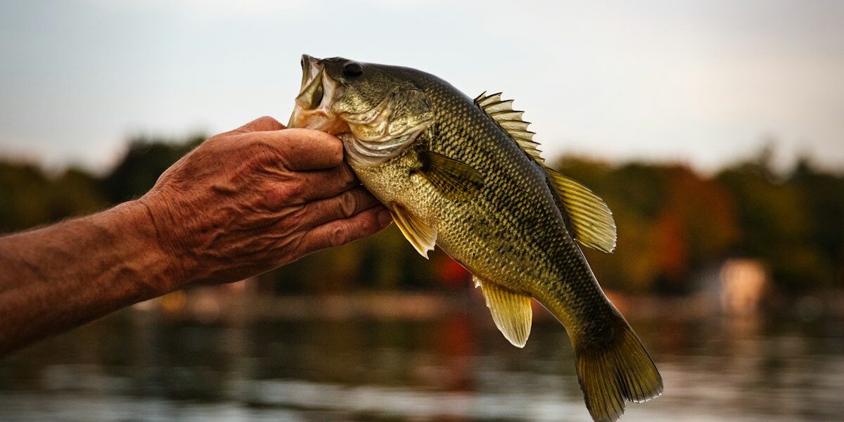 Largemouth bass being held by angler
