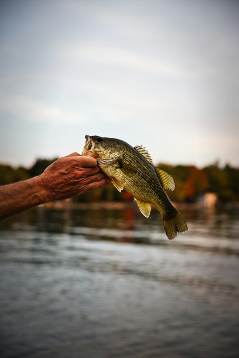 Largemouth bass being held by angler