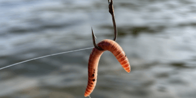Why Your Worm Keeps Sliding Off the Hook