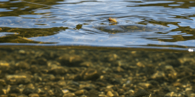 Why Trout Stop Biting in Clear Water Explained