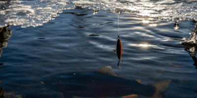 Why Trout Stop Biting in Winter and How to Fix It
