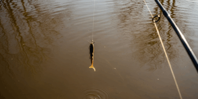 Why Catfish Stop Biting in Spring and How to Fix It